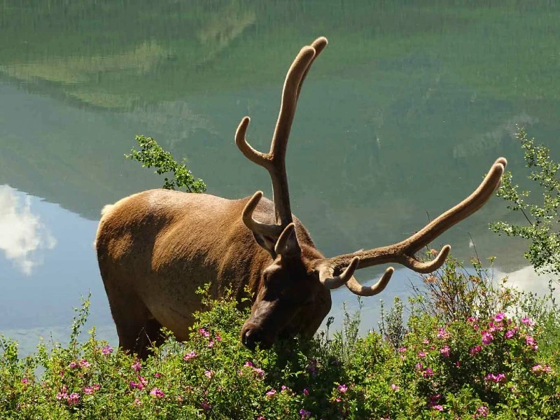 Een edelhert met groot gewei staat aan de oever van een meer en eet van de groene struiken met roze bloemen.