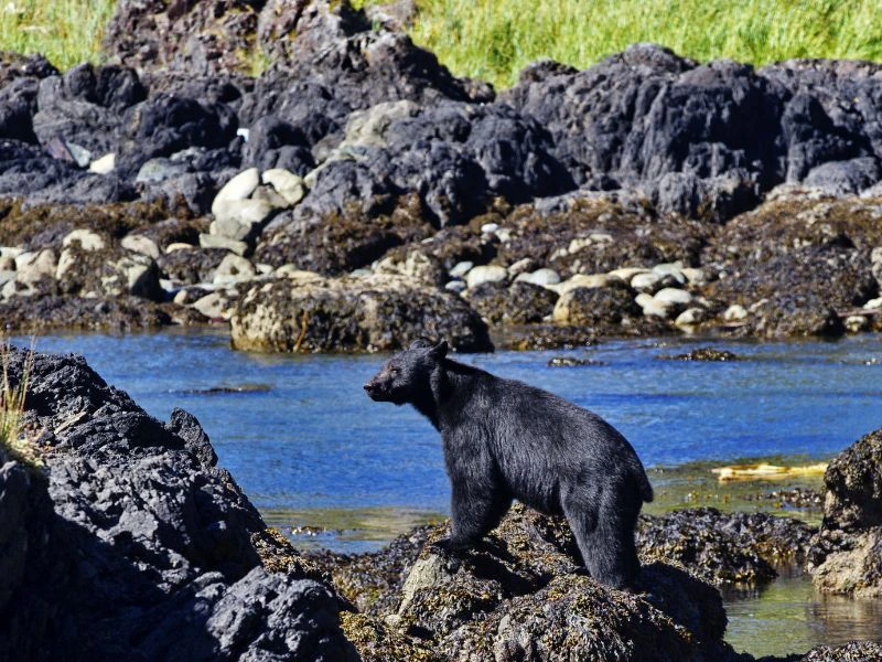 Canada-Ucluelet-Black bear