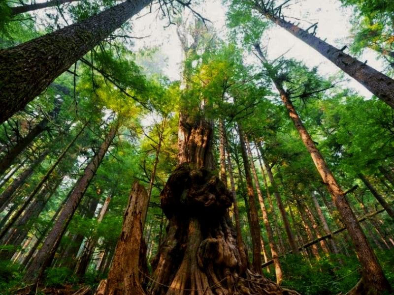 boom in Port Renfrew