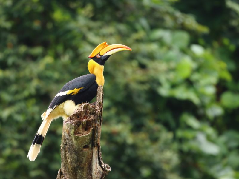 khao sok thailand neushoornvogel jungle