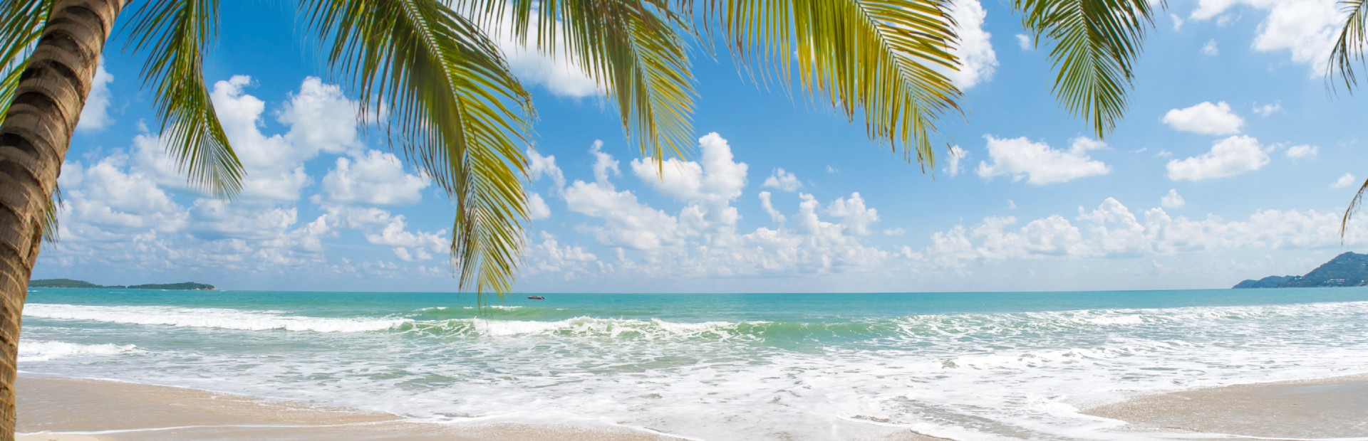 strand palmboom zee thailand