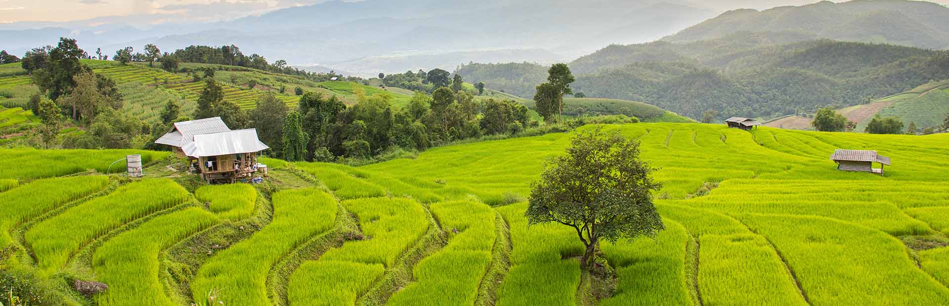 Chiang Mai uitzicht veld