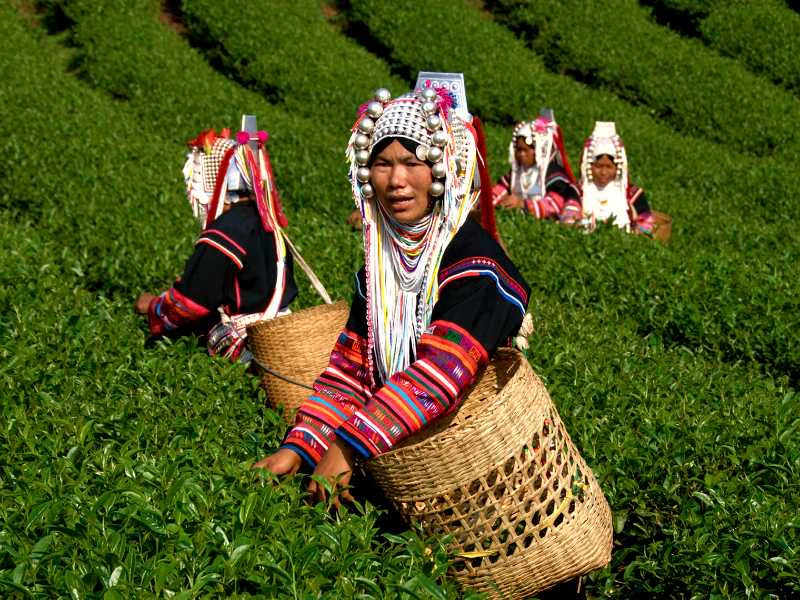 Vrouwen in traditionele kleurrijke kleding en hoofdtooien plukken theebladeren in een weelderige, groene theeplantage met manden op hun rug.