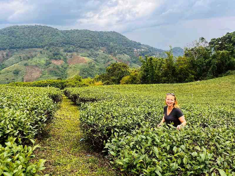 Vrouw in zwarte outfit tussen groene theestruiken op een heuvelachtig landschap met beboste bergen op de achtergrond.