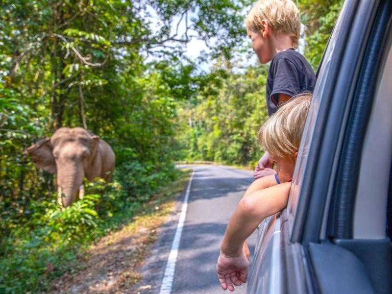 Twee kinderen kijken vanuit een auto naar een olifant langs een bosrijke weg.