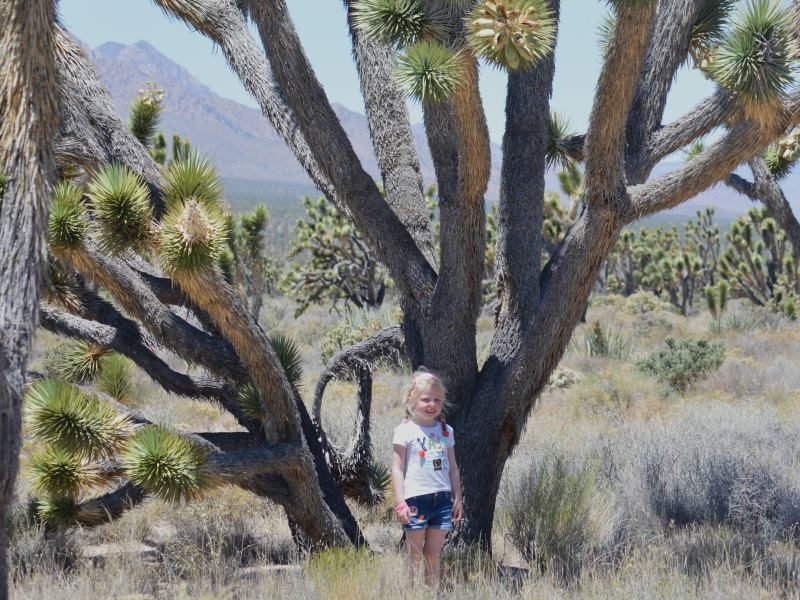 Joshua Tree Amerika Family