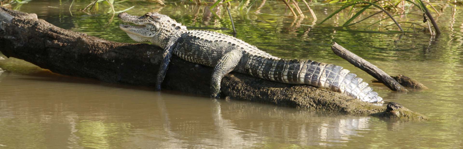everglades met kinderen