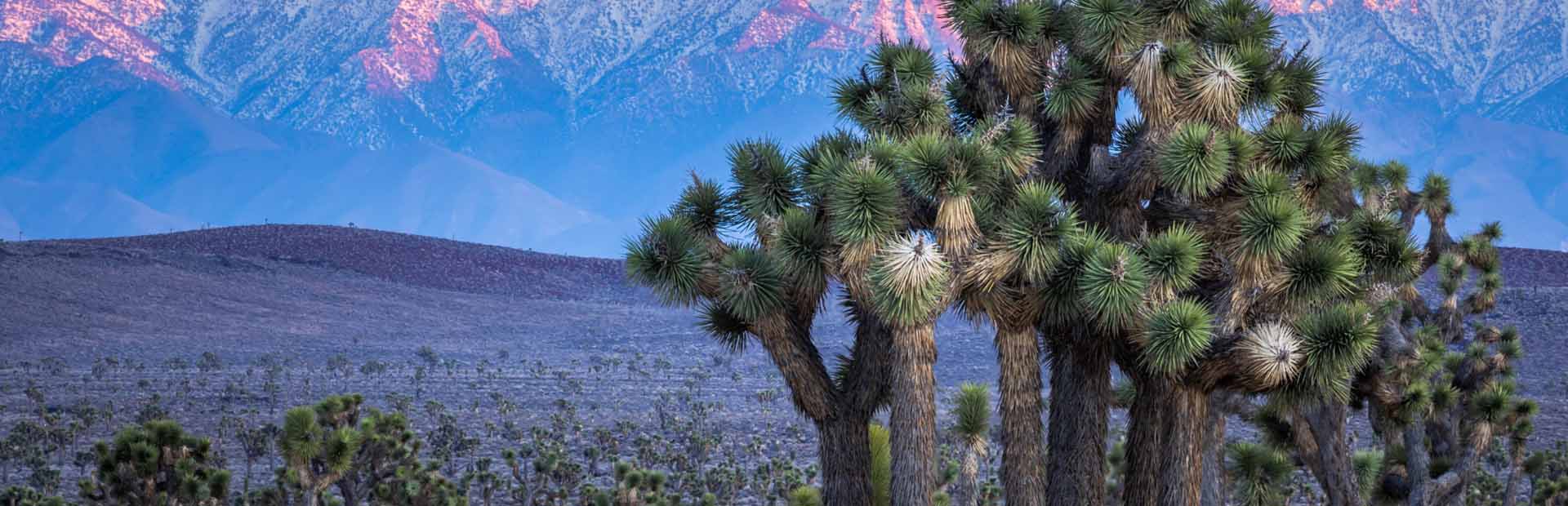 Joshua Tree met kinderen
