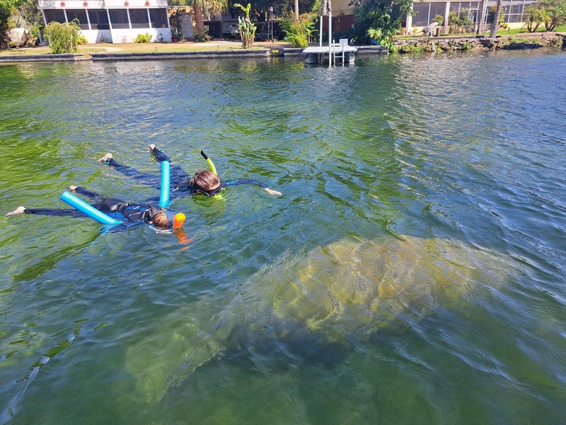 Amerika Florida zeekoeien snorkelen