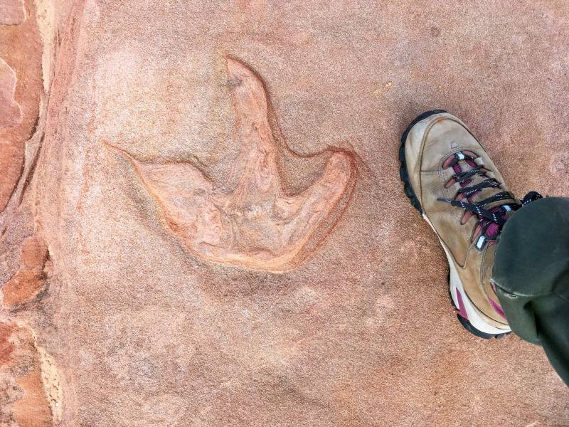 dinotrack kanab