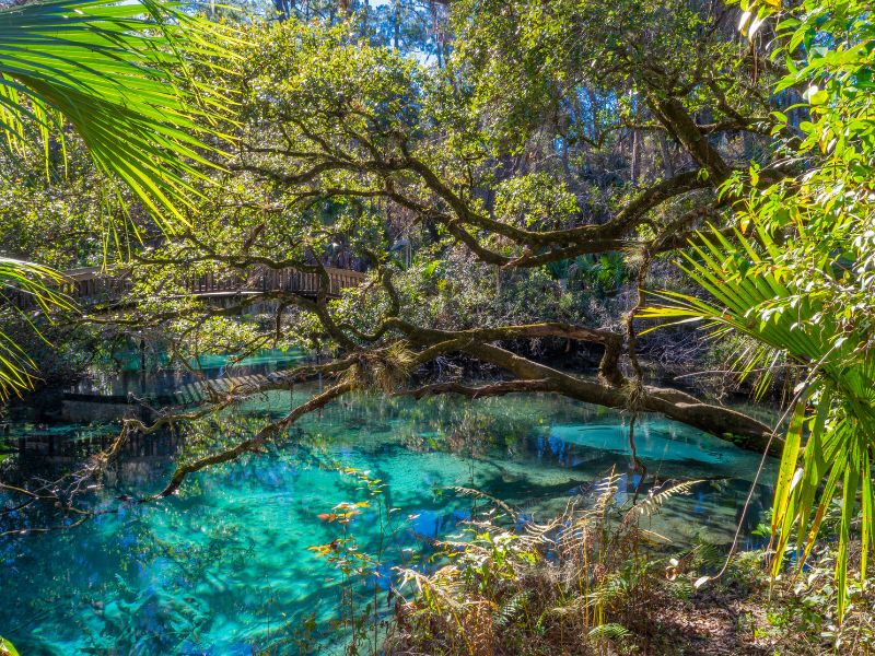 Ocala springs