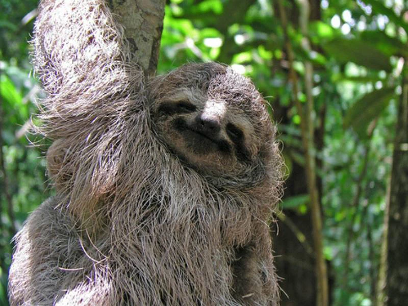 Costa Rica luiaard