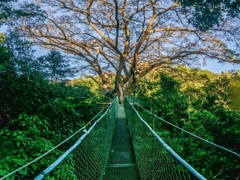 Hangbruggen bij je accommodatie in de buurt van het Rincon Nationaal Park, Costa Rica