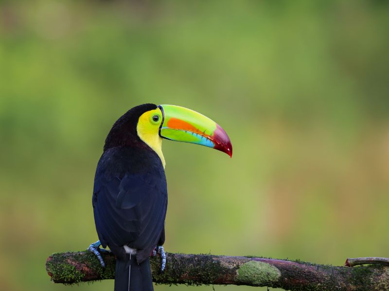 regenboogtukan in Costa Rica