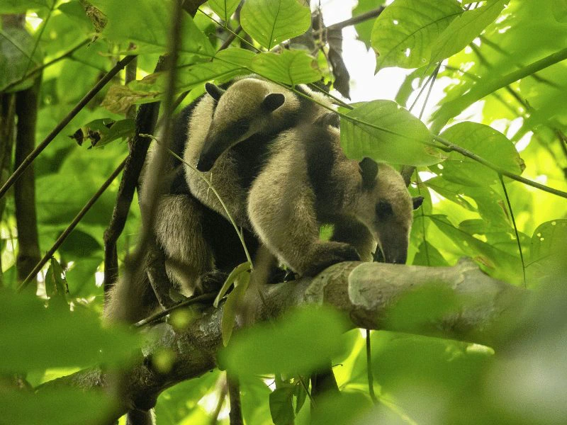 Miereneter in Corcovado Nationaal Park