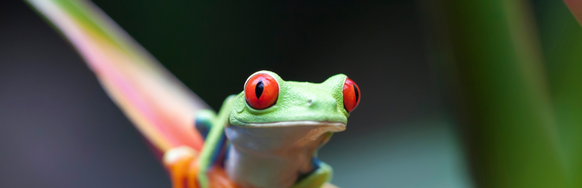 Kikker in Costa Rica
