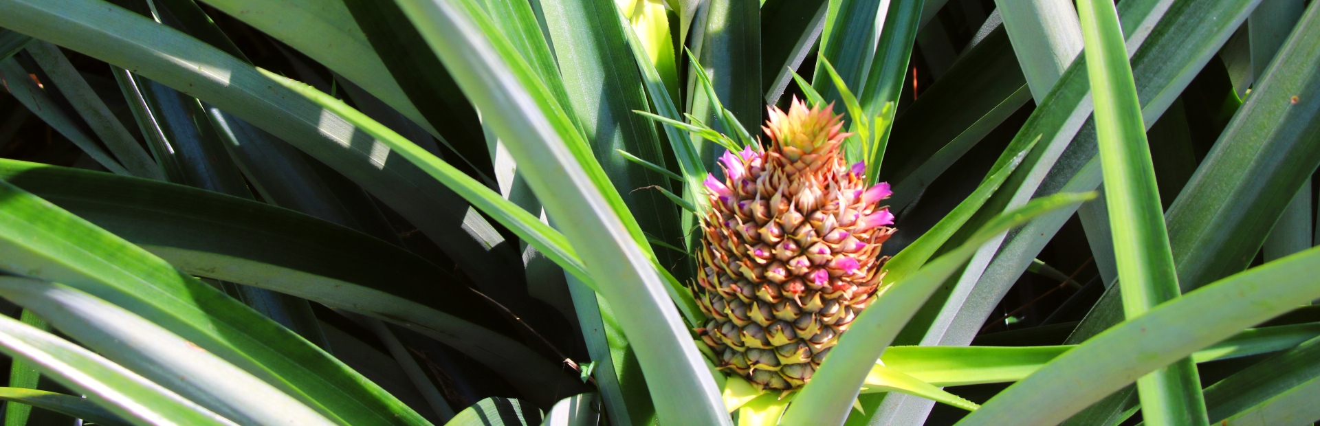 Ananas proeven in Costa Rica