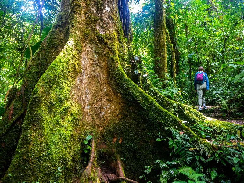 Cotsa Rica Monteverde
