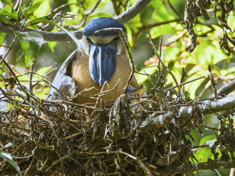 Reiger met kuikens in Costa Rica