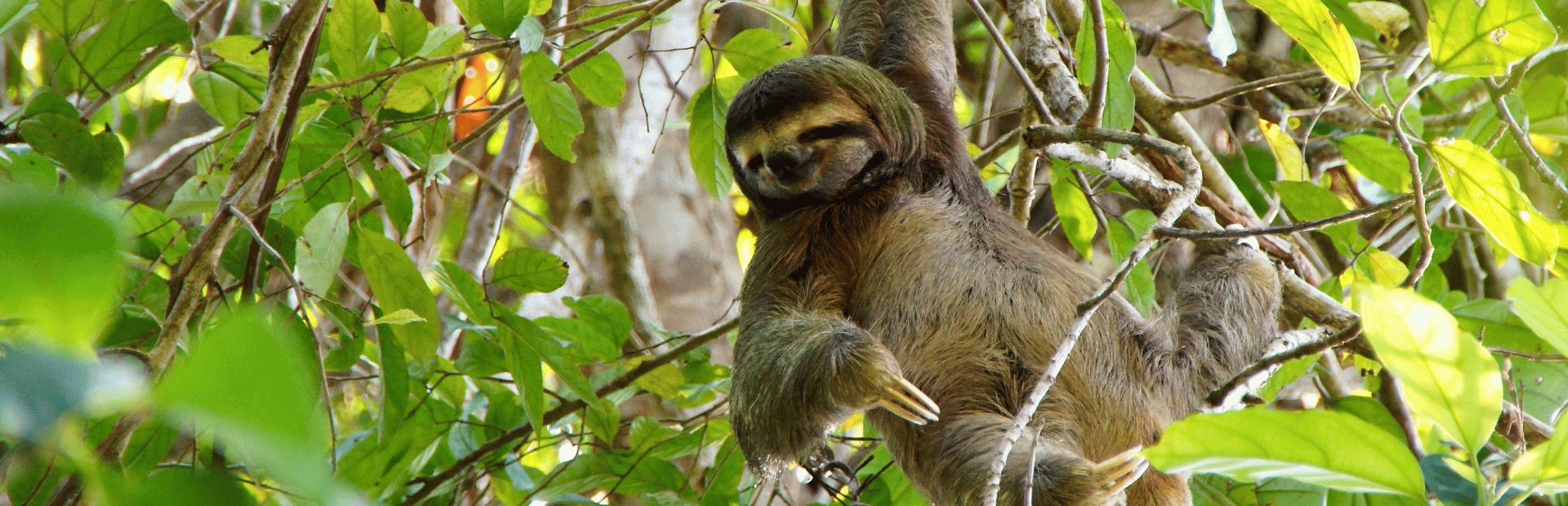 Luiaard in Costa Rica