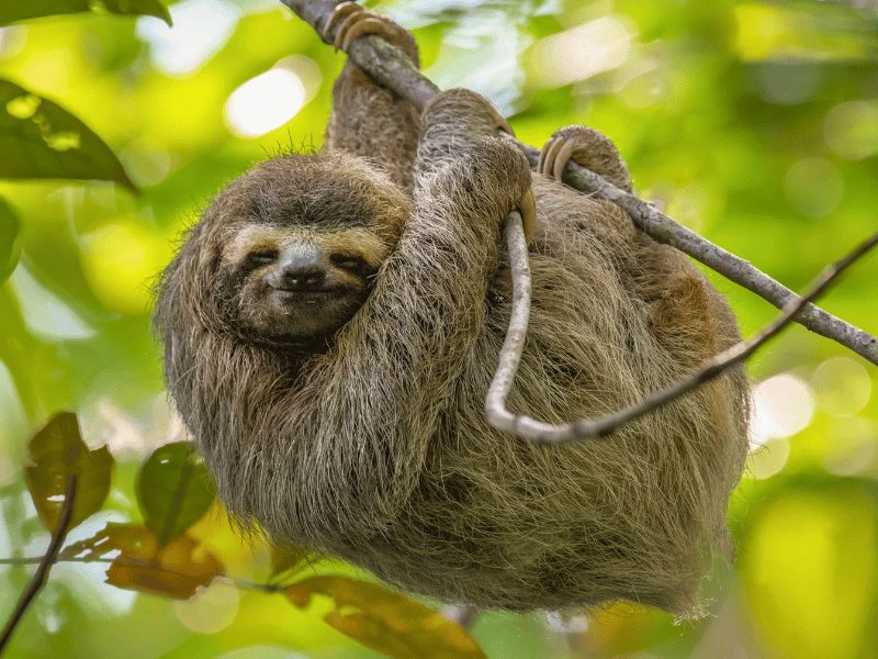 Luiaard in Costa Rica