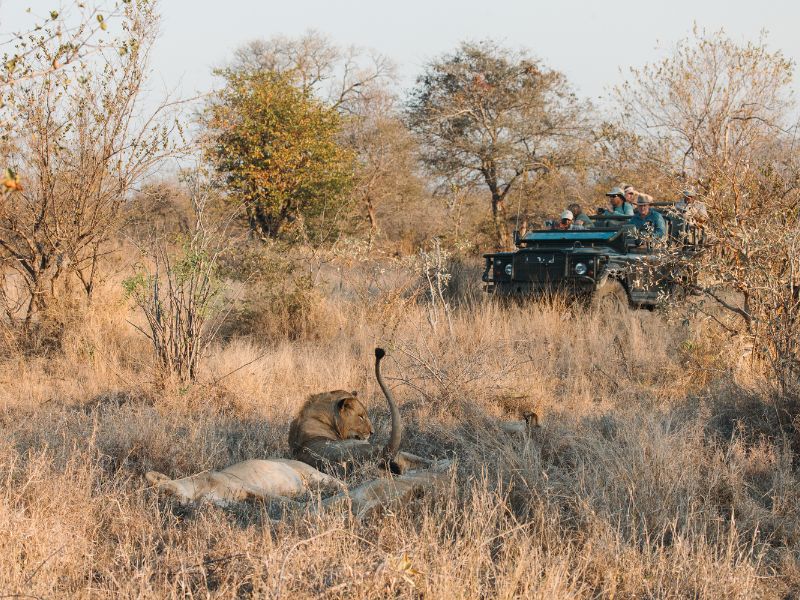 Op safari in Zuid-Afrika