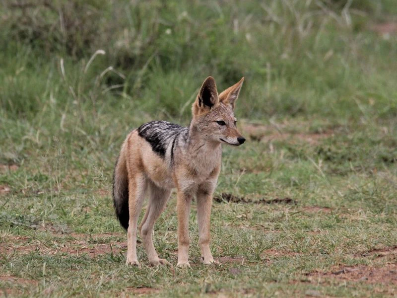 Jakhals in Pilanesberg