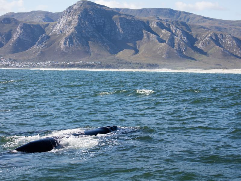 Walvis spotten Hermanus Zuid-Afrika