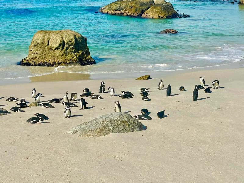 Zuid-Afrika Kaapstad pinguïn