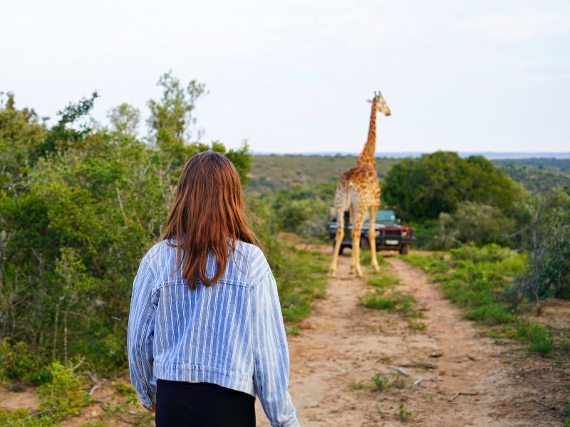 Safari met een giraffe Zuid-Afrika
