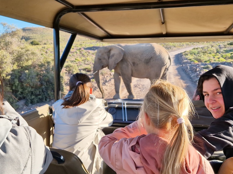 Zuid Afrika westkaap safari met kinderen olifant