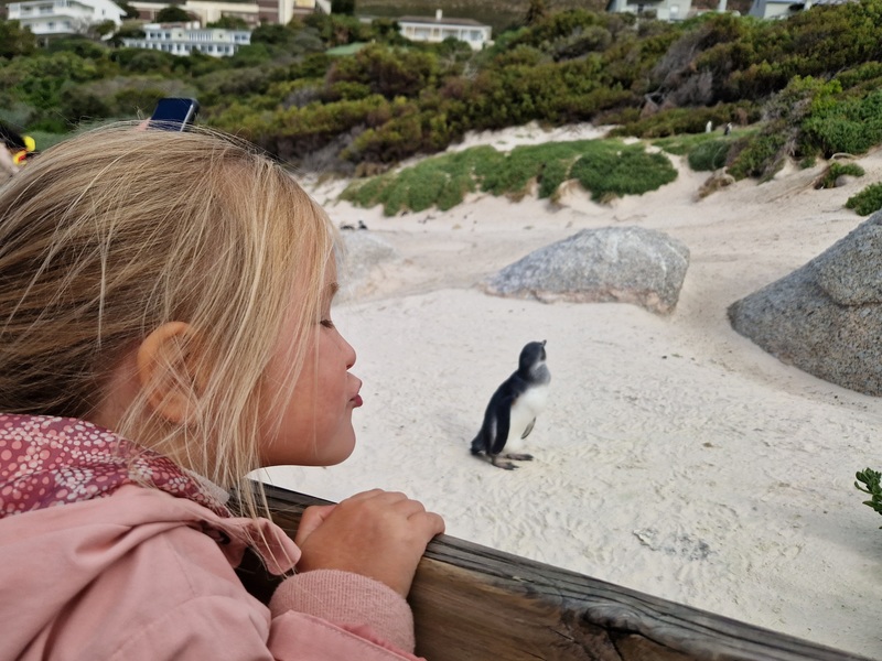 Zuid Afrika Westkaap Kaapstad pinguin kind