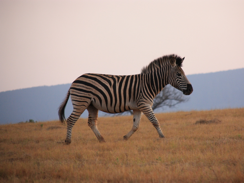 Zuid Afrika Swaziland Zebra