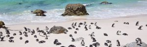 Zuid- Afrika - Boulders beach pinguins