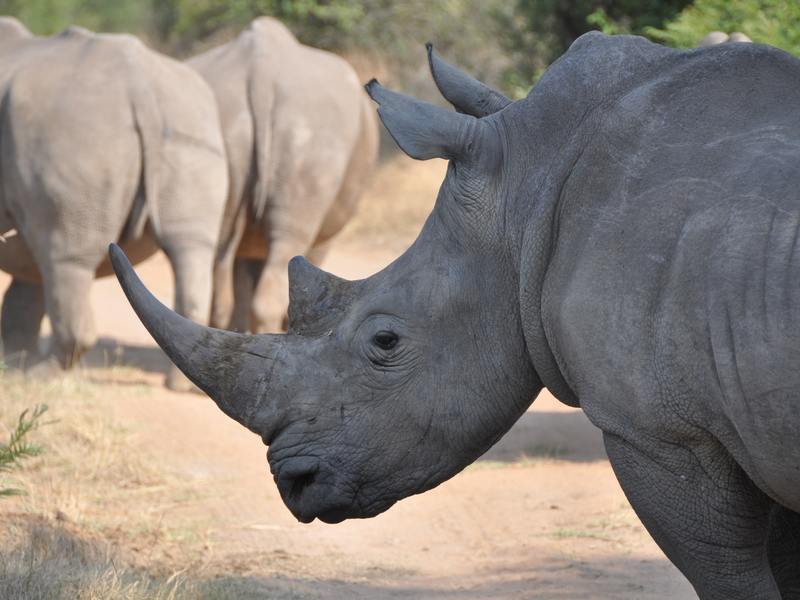 Neushoorn in Hluhluwe Zuid-Afrika