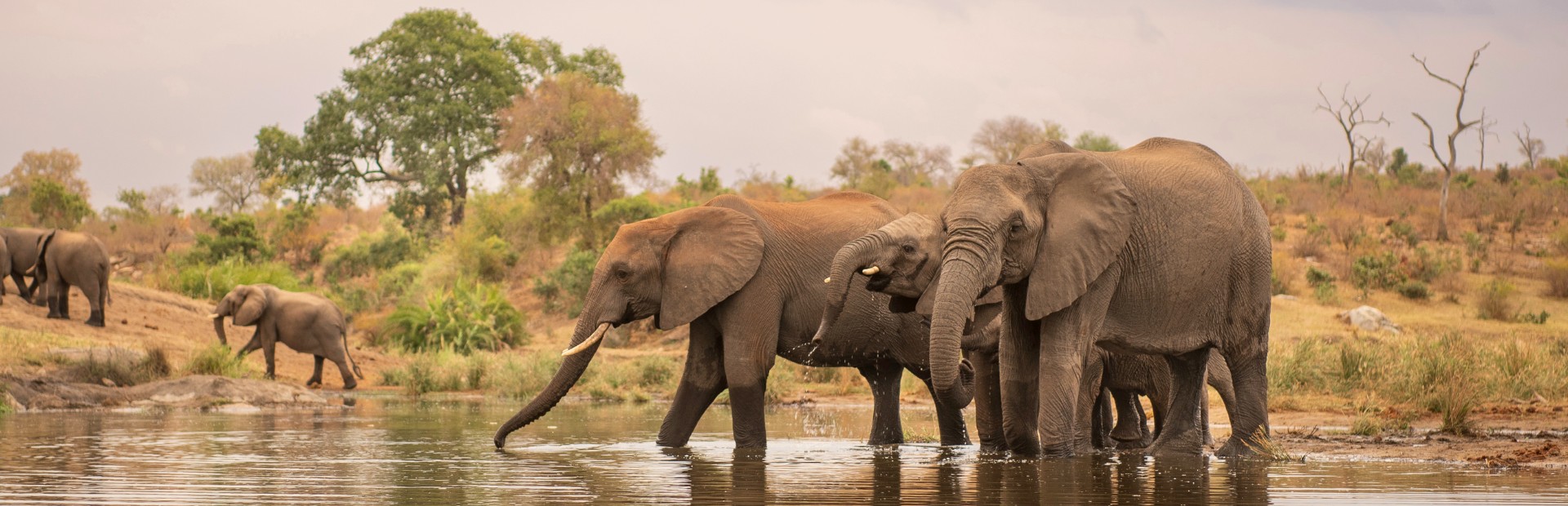 South Africa - Kruger park Elephants lake