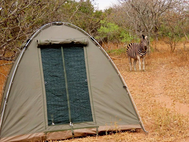 South Africa - Kruger Park - tent - zebra
