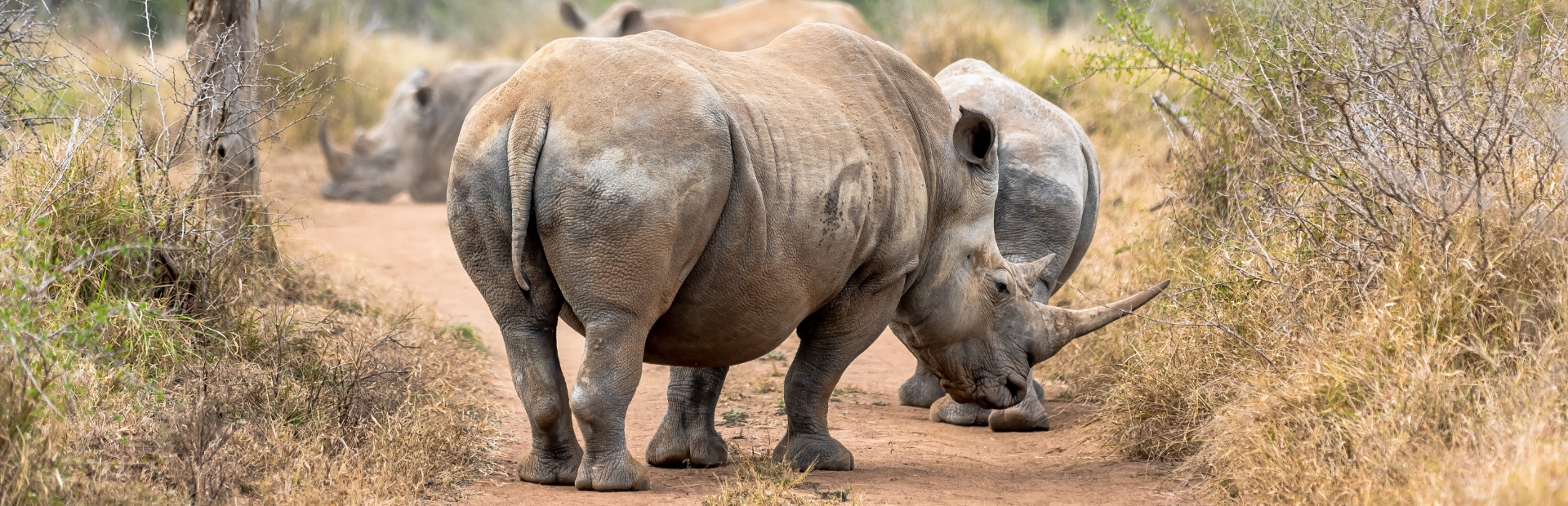 Neushoorn Bouwstenen - Safari Zuid-Afrika met kinderen