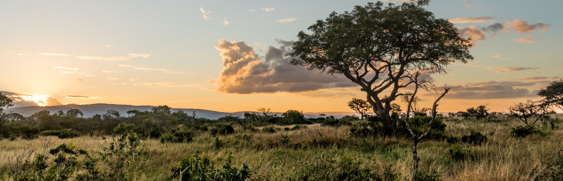 Uitzicht Savanne - Zuid-Afrika
