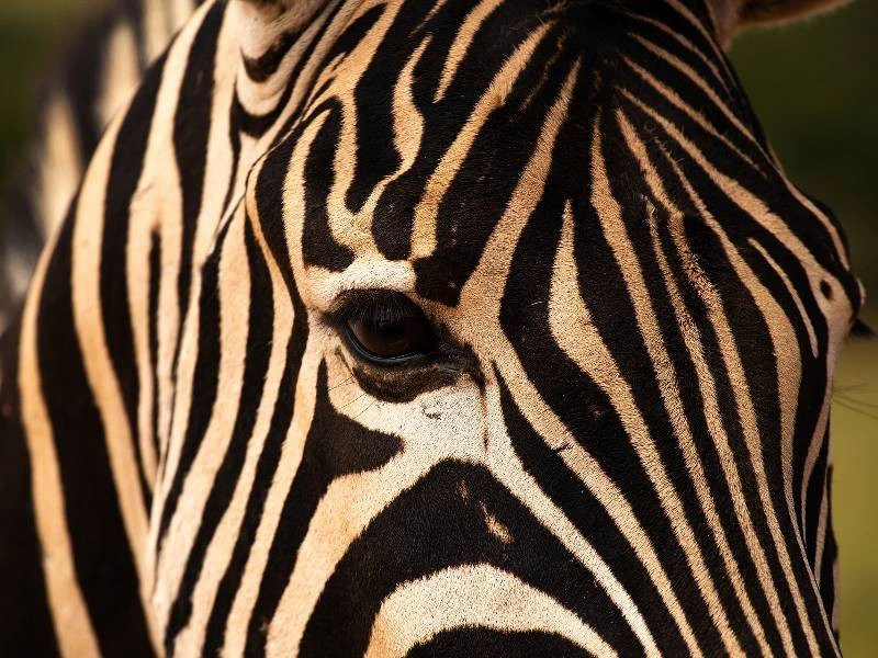 Zuid-Afrika zebra