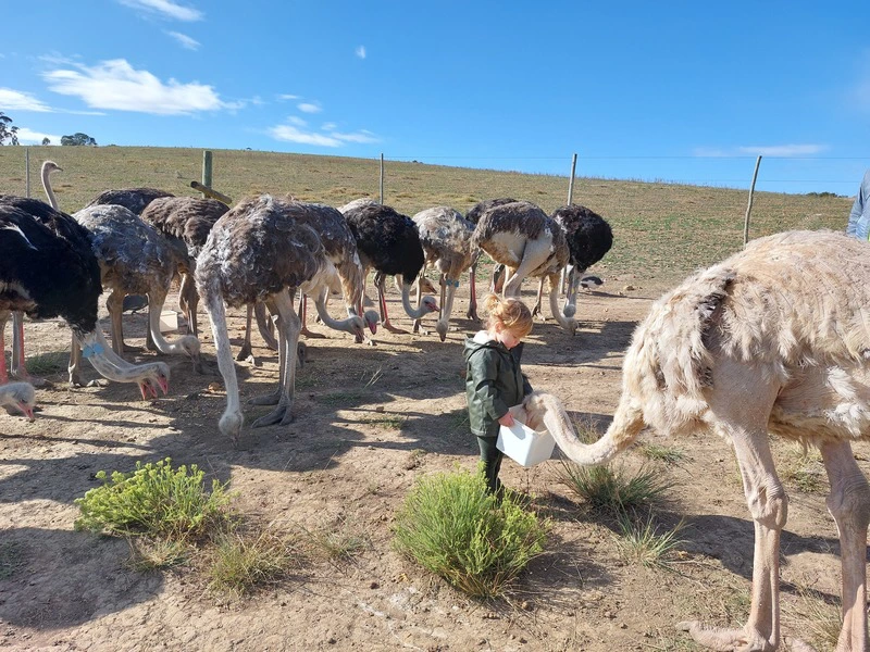 Struisvogels voeren in Oudshoor Zuid-Afrika