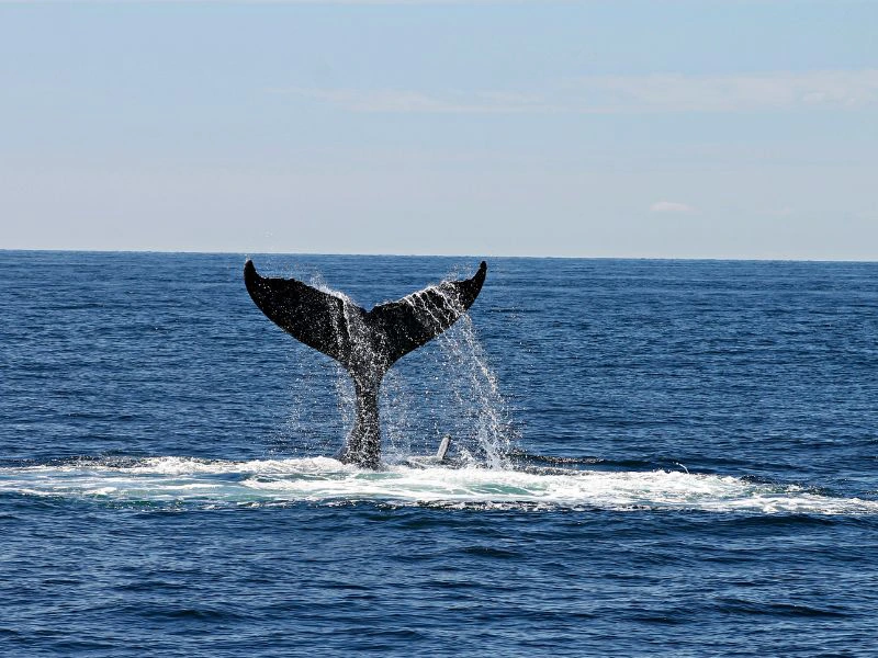 Walvissen spotten bij Hermanus in Zuid-Afrika