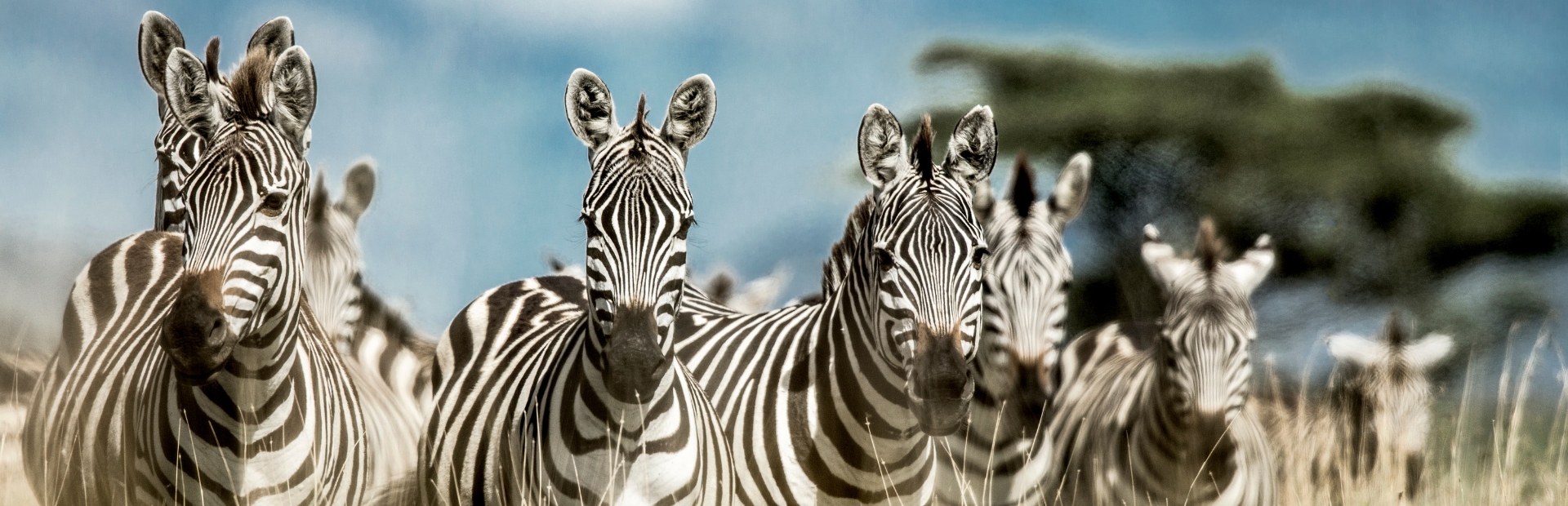 Zebra Zuid-Afrika