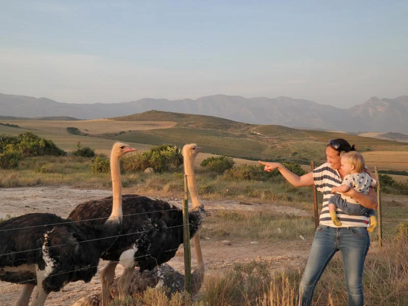 struisvogels-zuid-afrika-met-kinderen