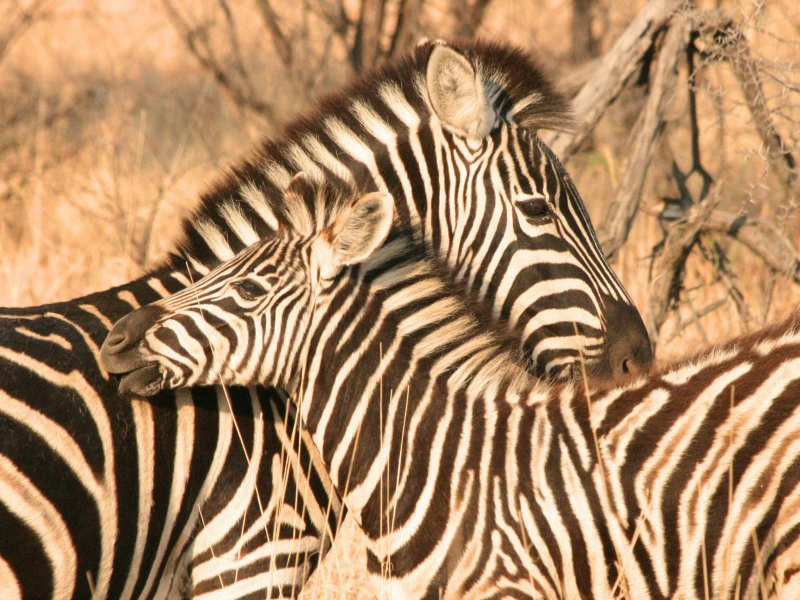 Zuid Afrika zebra