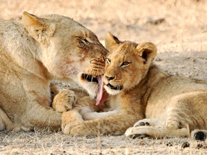 zuid afrika safarai kids