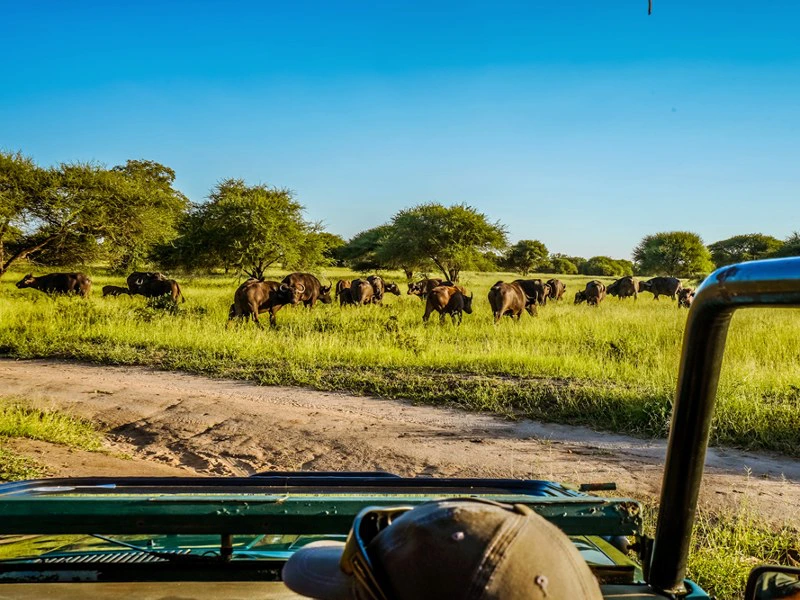 glamping-hoedspruit-kruger-activiteiten Zuid-Afrika