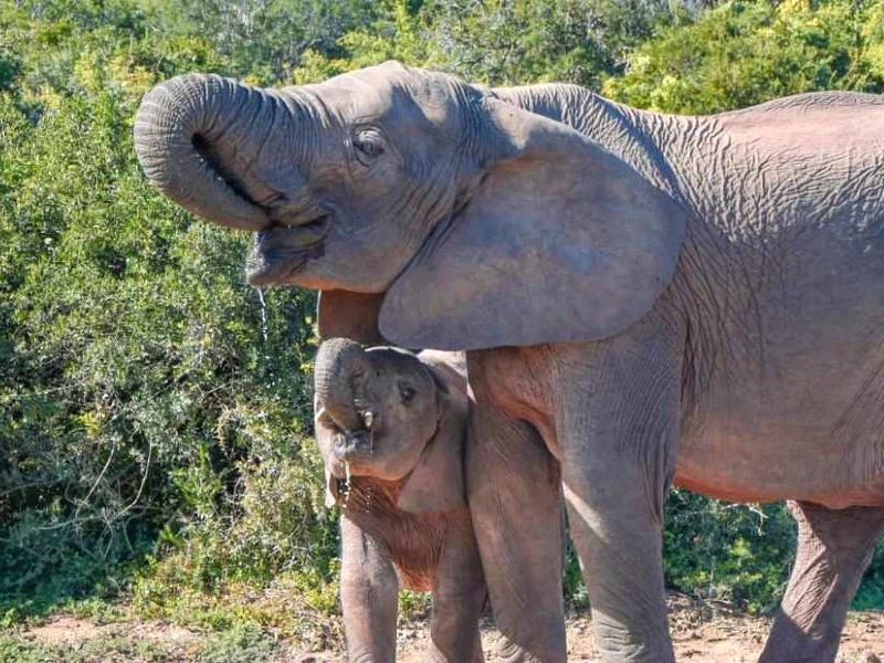 Olifantenpark in Addo