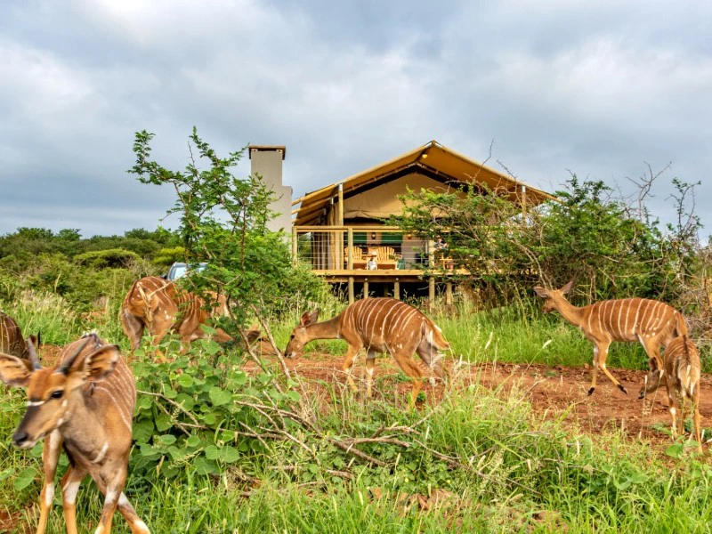 Glampingtent met dieren Pongola