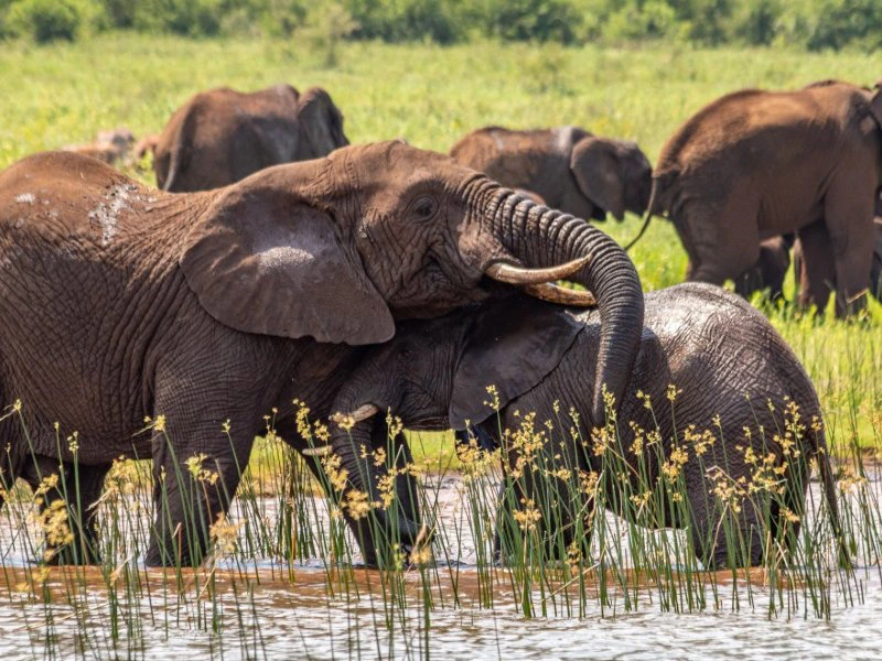 Olifanten bij Glamping Pongola